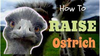 How To Raise Ostrich