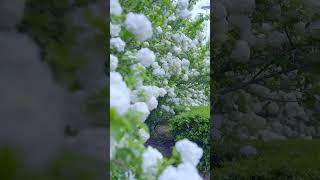 white flowers plant #nature #agriculture #naturephotography #rose #agriculturelife #agri