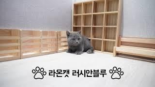 라온캣 고양이분양 러시안블루