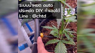 ระบบน้ำหยด ประหยัด DIY ทำเองได้ ออโต้ด้วยสมาร์ทปลั๊ก - Cannabis farm Ethos auto