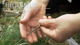 MEET FIELD GARLIC (Allium vineale): Wild Food Health Booster