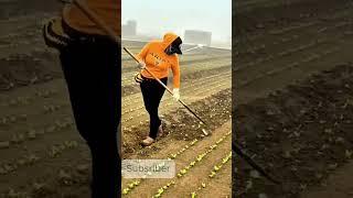 Rice Harvesting and Planting by Hand: The Story of the Girls #shorts #riceharvesting  #agriculture