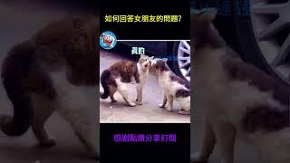 搞笑動物系列第548集 如何回答女朋友的問題？ #搞笑 #黃狗 #monkey  #大熱門 #主人 #animals #黑熊 #funny #老友狗狗 #pets#猫咪