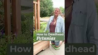 How to Deadhead Petunias