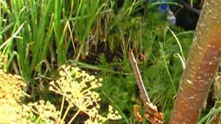 #My Garden for The real cobra burnout