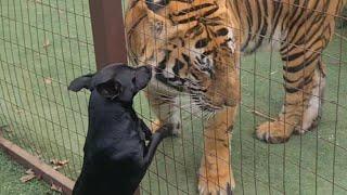 I think Enzo has a favorite friend these days!