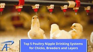 Top 5 Poultry Nipple Drinking Systems for Chicks, Breeders and Layers