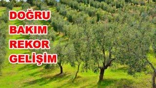 Zeytin Bakım Takvimi. Zeytin Bahçelerine Bir Yıllık Gübreleme ve İlaçlama Programı.