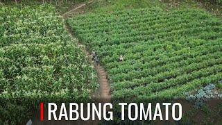 RABUNG TOMATO - A CHINGTUTE LEH HARSATNA