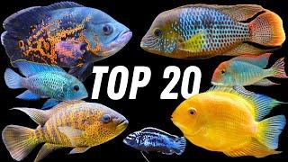 Our Top 20 Favorite Cichlids!