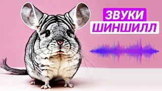 Звуки шиншилл и их значение