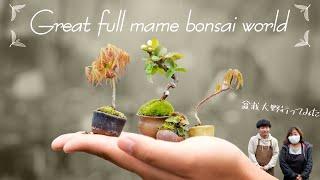 The world of mame bonsai smaller than the mini! Bonsai Ohno [Bonsai Q]