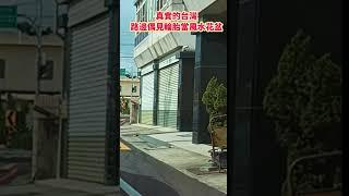 真實的台灣路邊偶見輪胎當風水花盆#Sophia#台灣#台語歌#彤彤紫茵茵#筑芊心#跑車阿筌#街拍#街頭攝影#真實的台灣
