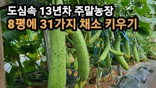 도심속 13년차 주말농장/ 8평도 안되는 땅에 31가지 채소 키우는법/ 자급자족 텃밭 가꾸기/ 텃밭농사/ 텃밭/ 주말농장