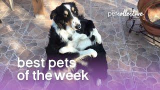 Best Pets of the Week | The Pet Collective