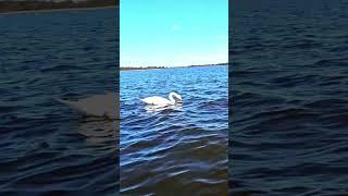 Swans in Giethoorn