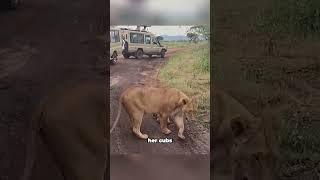A Cobra Took Down an Entire Lion Family 