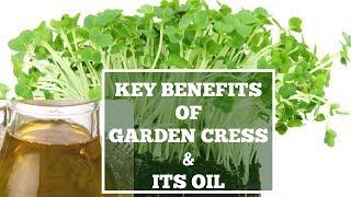 AMAZING BENEFITS OF GARDEN CRESS AND ITS OIL