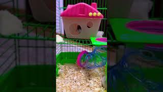 Веселые будни Степы и Семечки