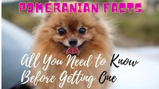 Facts About Pomeranian Dogs 101-All You Need to Know