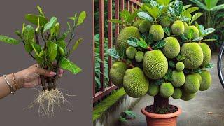 Great Technique For Grafting Jackfruit Trees Using Bananas, how to growing jackfruit trees