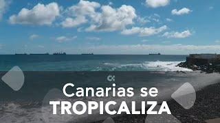 El clima de Canarias se tropicaliza