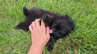 Black pomeranian male puppy