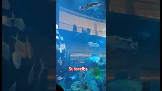 Dubai mall ️|| #shorts #dubai #trending #trendingvideo #dubaimall #burjkhalifa #viral #aquarium