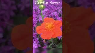 Gravilat flower