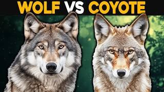 What Is The Difference Between Wolves And Coyotes?