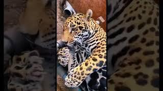 Big Jaguar Belly! ADORABLE