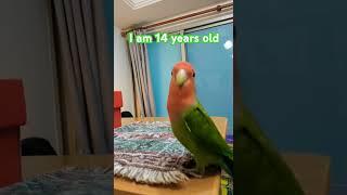 I am 14 years old#parrot #parrots #parrottalking #愛情鳥 #鸚鵡日常 #鸚鵡