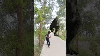 Big Dinosaur chase T-Rex attack part 204 #dinosaur #trending #vfx #youtube #shorts