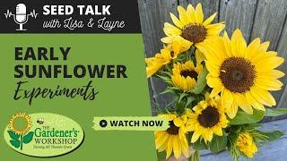 Seed Talk #28 - Early Sunflower Experiments