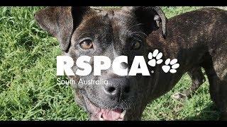 Welcome to RSPCA South Australia