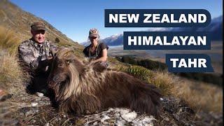 Himalayan Tahr in New Zealand