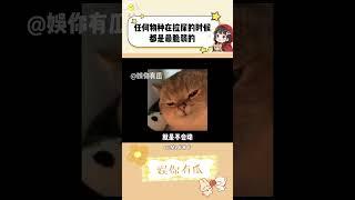 人在上厕所的时候最脆弱！狗也一样！
