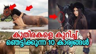 Top 10 Facts about Horse | കുതിര ആരാ മോൻ ! 10 ഞെട്ടിക്കുന്ന കാര്യങ്ങൾ |