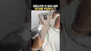 알람소리에도 안 일어나길래 앵무새를 투입했더니?? #동물 #앵무새