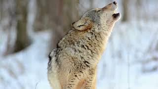 Wolf Videos | #wolf | Wolves Royalty Free Videos Stock Footage | Cute Owl Edu |  @yashpatwardhan