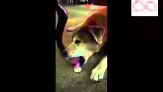 Dog Sings To His Squeaky Toy