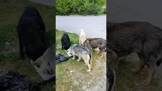 Не пойму я их правил...Все обитают вместе, а еду одному не дают... хотя родные братья #бездомыши#