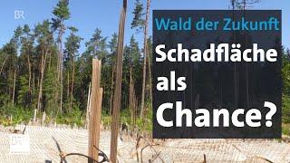 Zukunftswald: Zuschüsse für den Privatwald | Abendschau | BR24