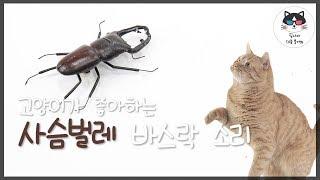 [고양이가 좋아하는 영상] 고양이에게 이 영상을 보여주세요! (사슴벌레 울음소리)/VIDEO FOR CAT, 혼자남은 고양이의 안정감,고양이 부르기, 고양이가 좋아하는 음악