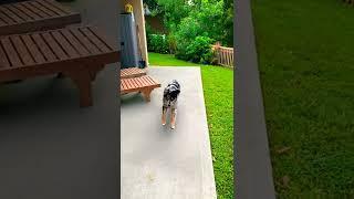 The slow mo puppy jump that you didn’t know you needed Australian Shepard