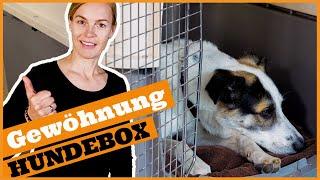 So gewöhnst du den Hund an die Box I Warum die Hundebox in der Hundeerziehung helfen kann