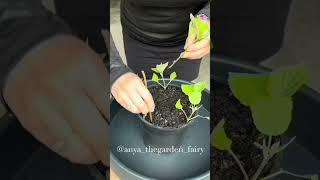 HOW TO PROPAGATE HYDRANGEAS