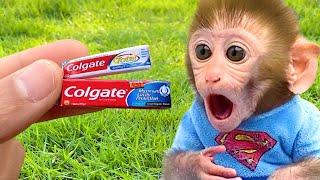 Monkey Baby Bon Bon brush his teeth in the toilet and playing with the puppy on the farm