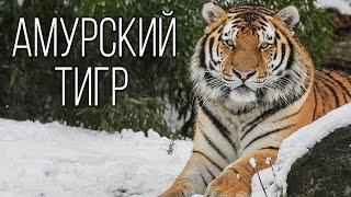 Amur Tiger: The Mighty master of the Taiga | Interesting facts about tigers