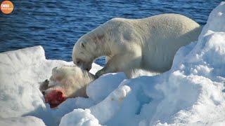 What Happen in Nature! Cold Blooded Animals Eat Their Baby - Animal Documentary | Wildlife Secrets